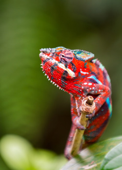 slither-and-scales:  Panther Chameleon by Michael