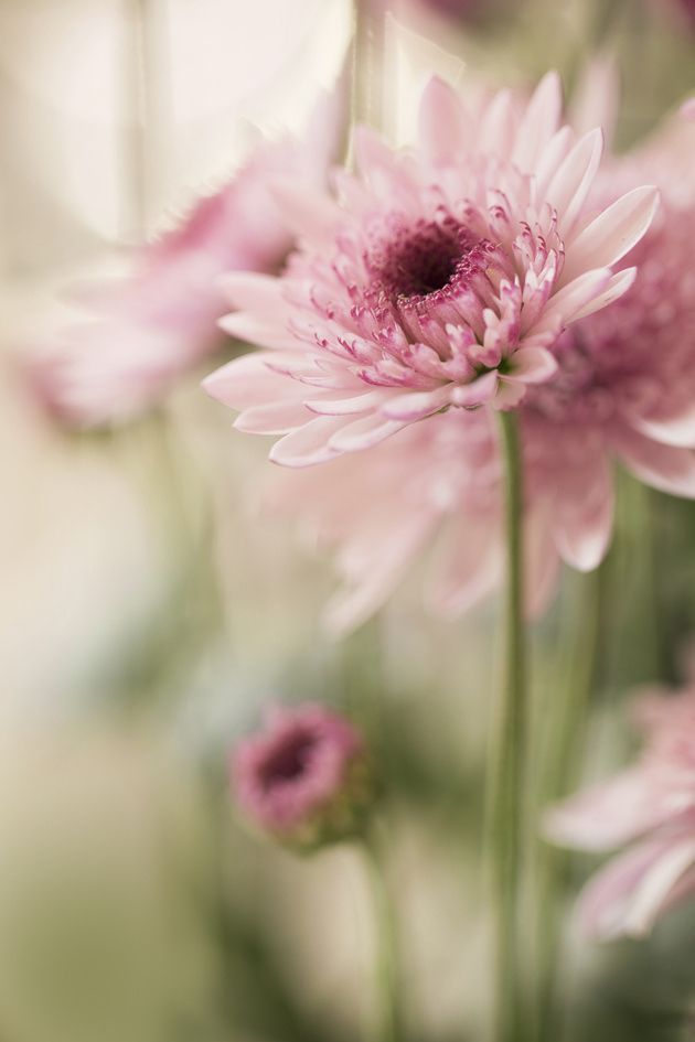 Feminine Prettiness