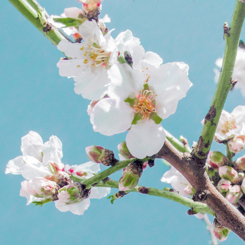 Spring blossom, Greece