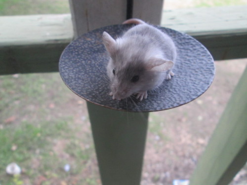 m0bscene-:  rappsrats:  afrightenedmouse:  LOOK look at this cutie for adoption right now at my mousery!!!!  Why are the cuties always so far away ;3;  aw