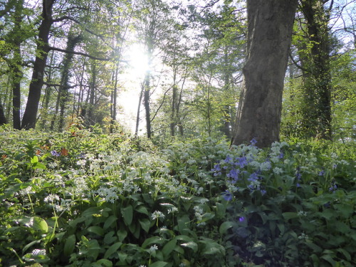 Happy May Day!Glorious walk into work this morning, through almost 4 miles of unbroken parkland alon