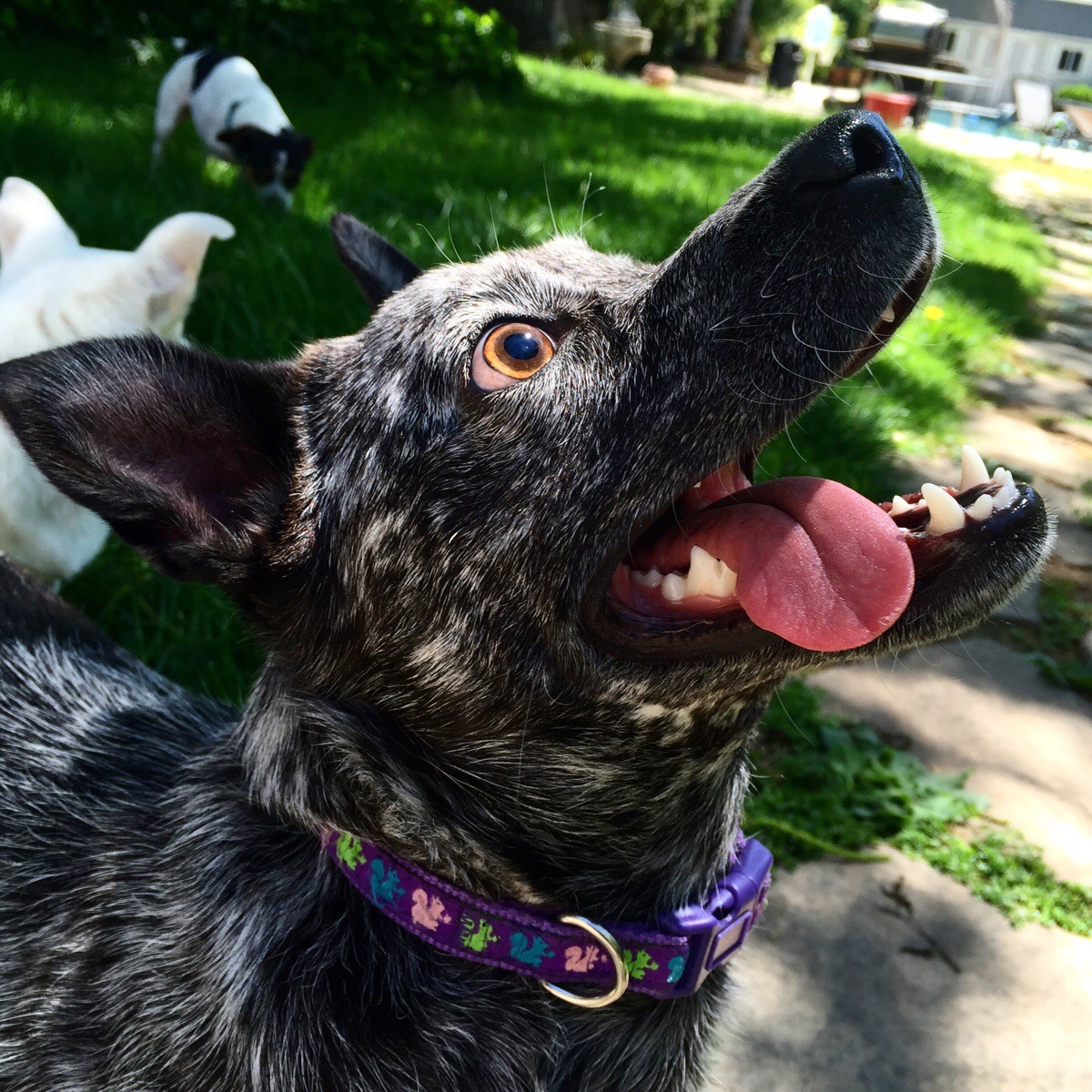 awwww-cute:  Ball? (Source: http://ift.tt/1OKHc3K)