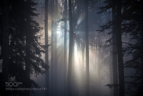 The light by vincentfavre