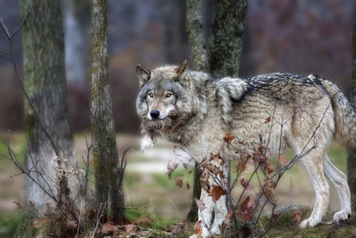 lonestray:  By Renald Bourque 