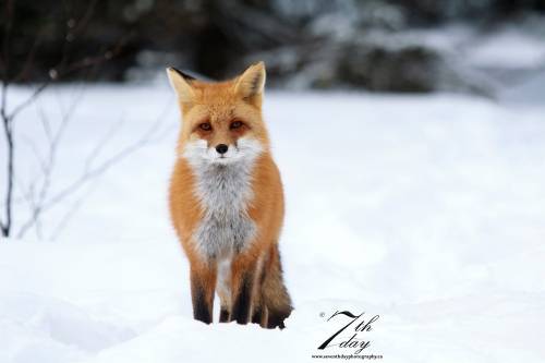 ModelPhoto byChris MacDonald