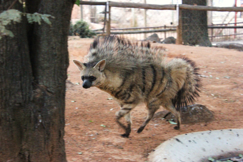 zooophagous:wildlifeisbeautiful:Aardwolf (Proteles cristata)LOOK AT THAT RIDICULOUS MANE