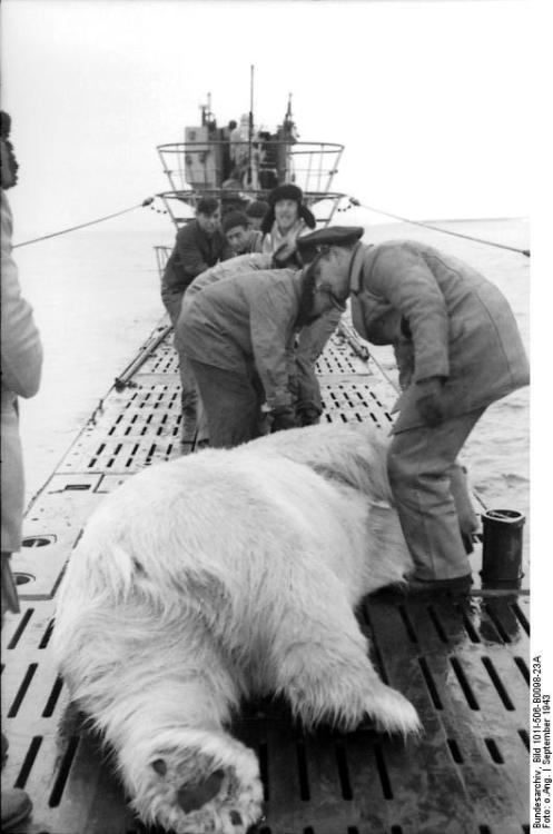 German U-Boat crew kills a polar bear. World War II.