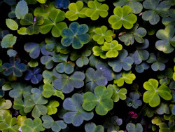 greenreblooming:  Redwoods clover von Brian