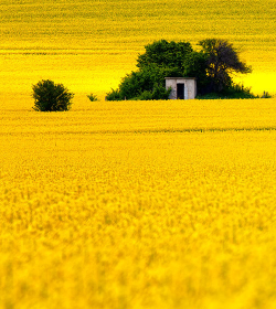 vurtual:Yellow (by Evgeni Dinev)