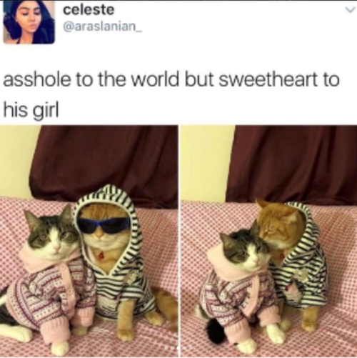 babyanimalgifs: Cat tweets adult photos