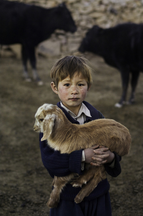 stevemccurrystudios - Young Hazara boy holds a baby goat in...