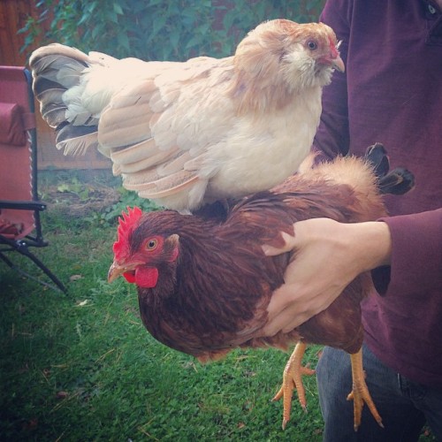 hqcreations:A demonstration of a chicken flock’s pecking order. I guess you can say that Freya is mo