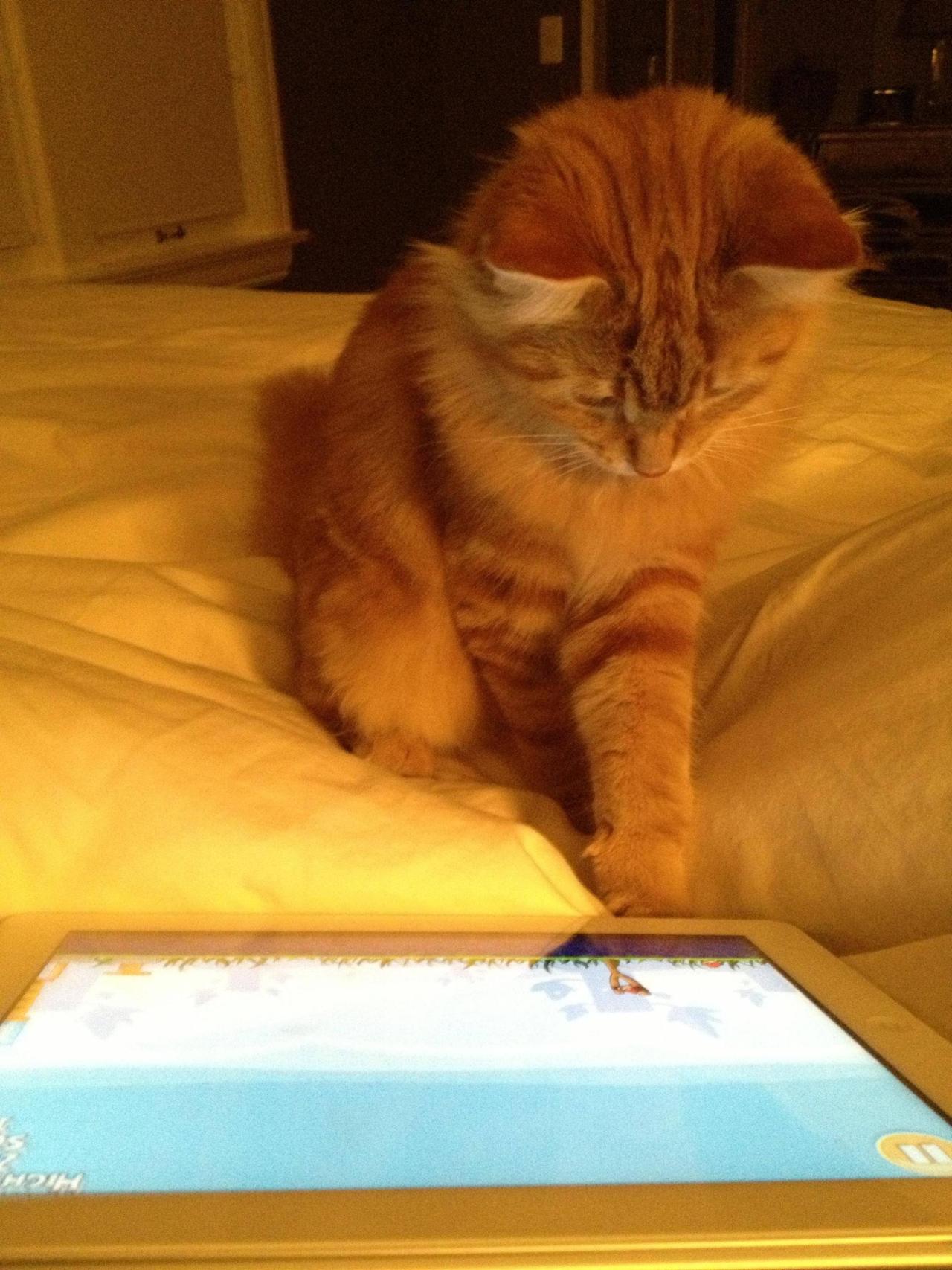 “I hate to admit it but I’m a little addicted to Angry Birds.” - says Ginger.
Photo by ©Hoyskel