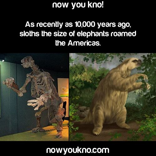 reverse-oreo-try-me:  marajuanas:  nowyoukno:  Now You Know more about sloths  OH MY FUCKING GOD BIGFOOT IS REAL   The sex one thoo 