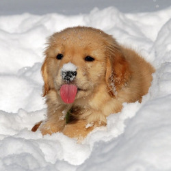 babyanimalgifs:  A golden in the snow(via @imanasoh)