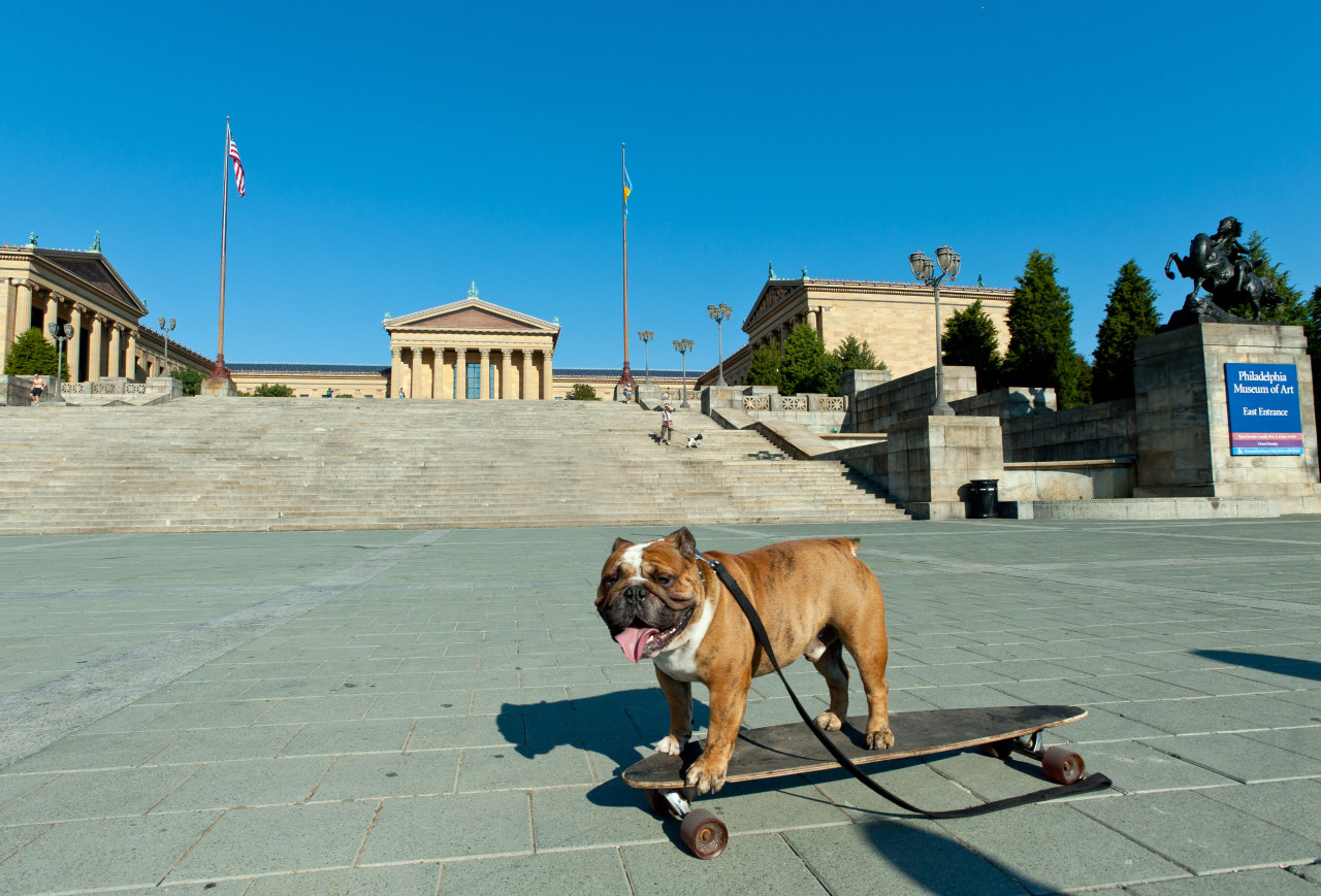 philamuseum:  Happy National Pet Month from our buddy Rufus the skateboarding dog!