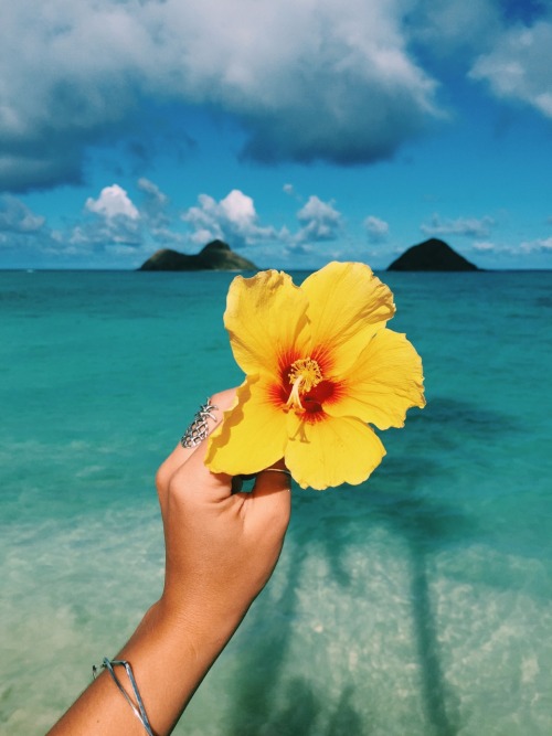 tropic-o: oasis-watermelon: those-tropical-vibes: kirrahamby:i want to live in lanikai. so bad. ♡ Th