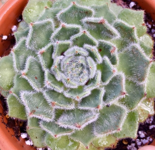 succulents4life:  Happy Monday🍃💓