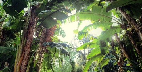 oceaniatropics: Banana trees, Adelaide, South Australia