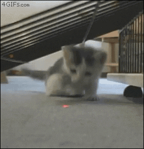 carlosvlstr:  A collection of animals chasing laser pointers, featuring…
