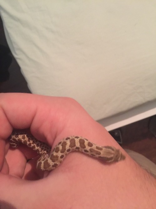 Alright here you guys go! A couple of you said you’d like to see our snake and here he is, he 