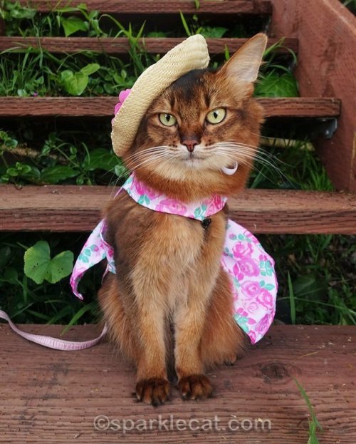 ainawgsd:Cats in Easter BonnetsHere are some old (but important) pics of my cat wearing a bonnet