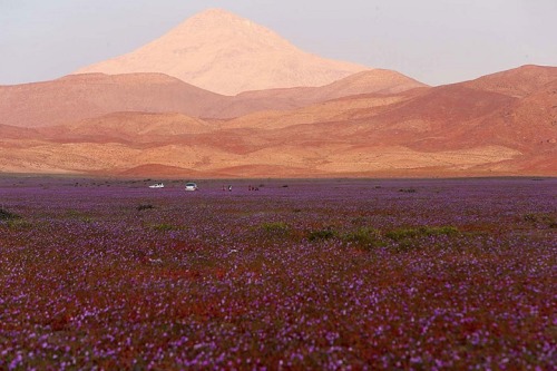 landscape-photo-graphy: One of the Driest Deserts on Earth Blooms with Life and Color The Ataca