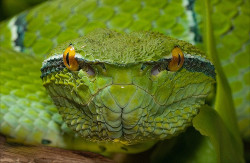 iainyork:                                       wagler`s pit viper.