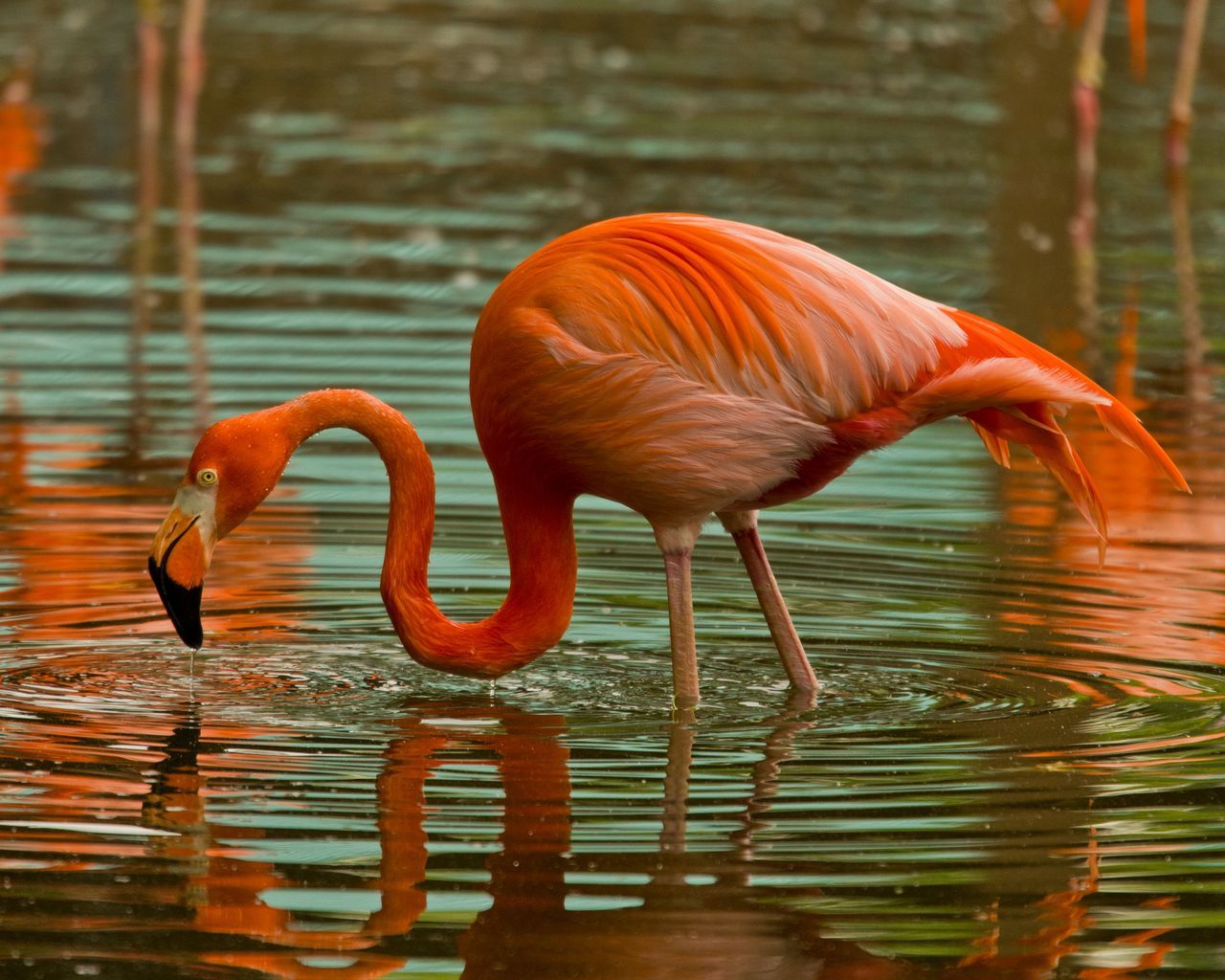 Flamingo
Phoenicopteridae
Source: Here