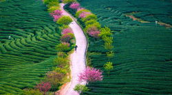 landscapelifescape:  tea farm, Fujan, China