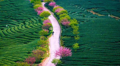 landscapelifescape:  tea farm, Fujan, China  by zhangning 