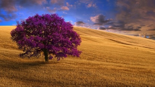 Photoart by Gökhan Girgine (USA)  500px