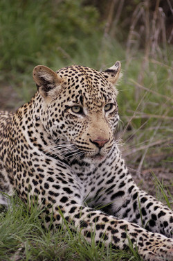 funnywildlife:  Leopard watching hyenas eat his catch. Singita, South Africa by Katy Roth on Flickr.