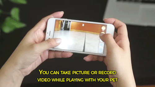 amityra:  surejan-jpeg:  bill-11b:  sizvideos:  Discover PlayDate, the world’s first pet camera in a smart ball. Get more information here  @low-key-lyesmith  Oh….my….God  This is simultaneously the most stupid/frivolous item ever and the most