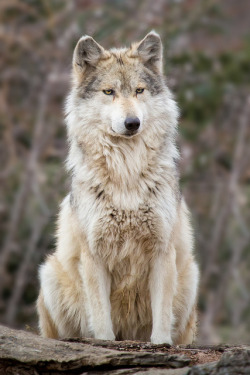 agameofwolves:  Wolf Laser Lock by jeff_a_goldberg on Flickr.
