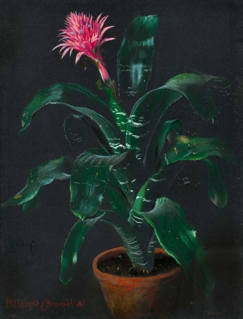 art-and-things-of-beauty:Ernst Kreidolf (1863-1956) - Billbergia Bromelia, gouache, 56 x 42 cm. 