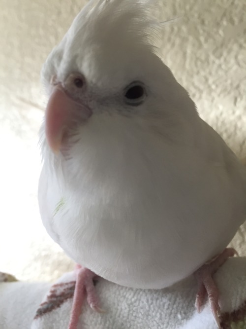 sweetiesugarbird:THE CUTEST!!