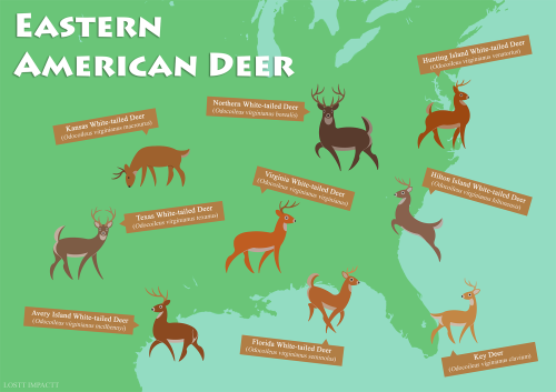 Cervidae (True Deer)Western Hemisphere | Eastern Hemisphere | Extinct*locations on the maps aren’t e