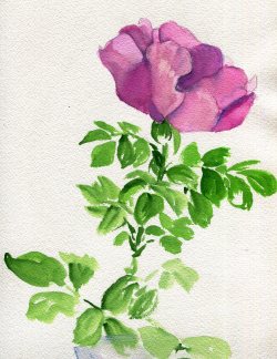 Havekat:  Longingwatercolor And Gouache On Cotton Paper2015, 9″X 12″Rose, Wild