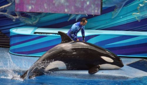 Gender: FemalePod: N/APlace of Capture: Born at SeaWorld FloridaDate of Capture: Born on March 12, 2