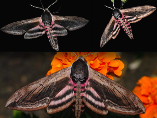 for-science-sake:1. Elephant Hawk-Moth2. Hummingbird Hawk-Moth3. Olender Hawk-Moth4. Poplar Hawk-Mot