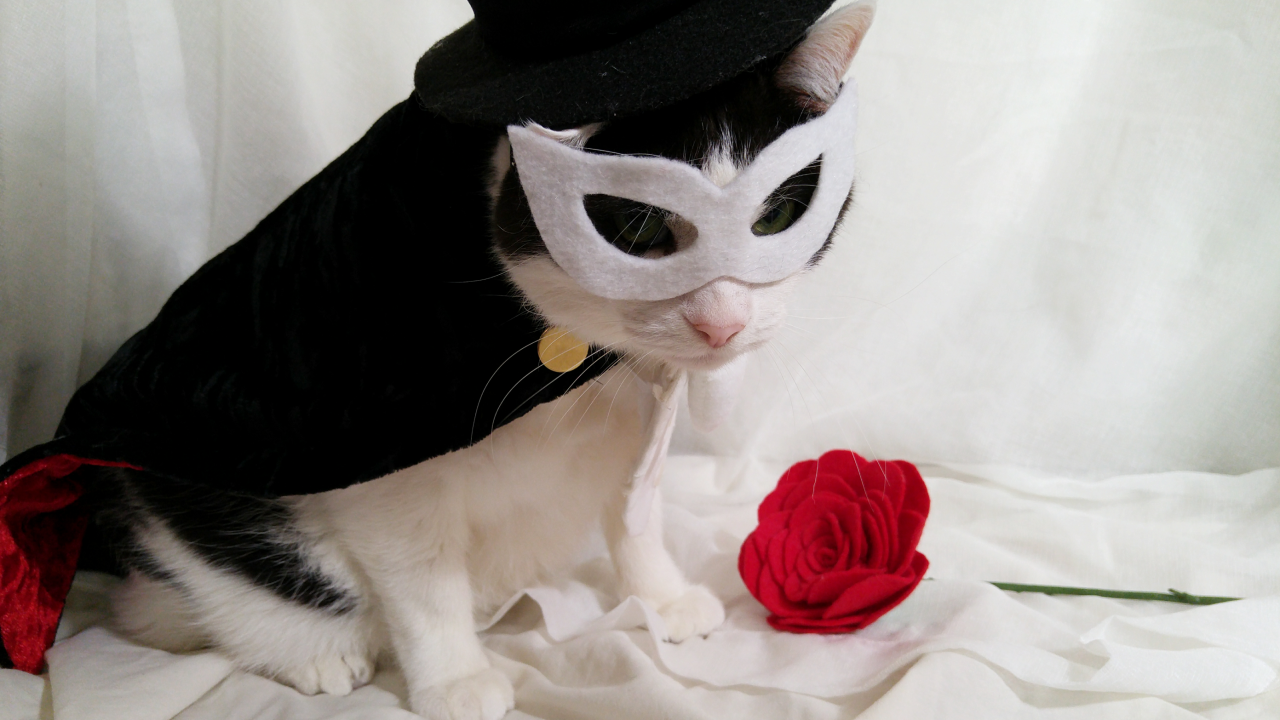 timeywimeyjedi:  I finally finished Cosmo’s Tuxedo Mask costume! 💗🎩🐈🌹💗