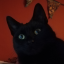 i-have-a-cat-now