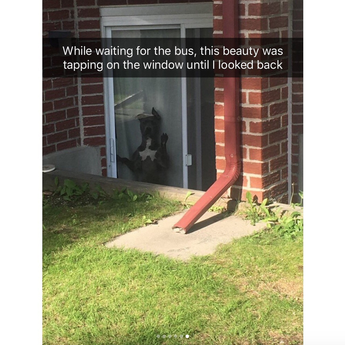 babyanimalgifs:  Animal snaps