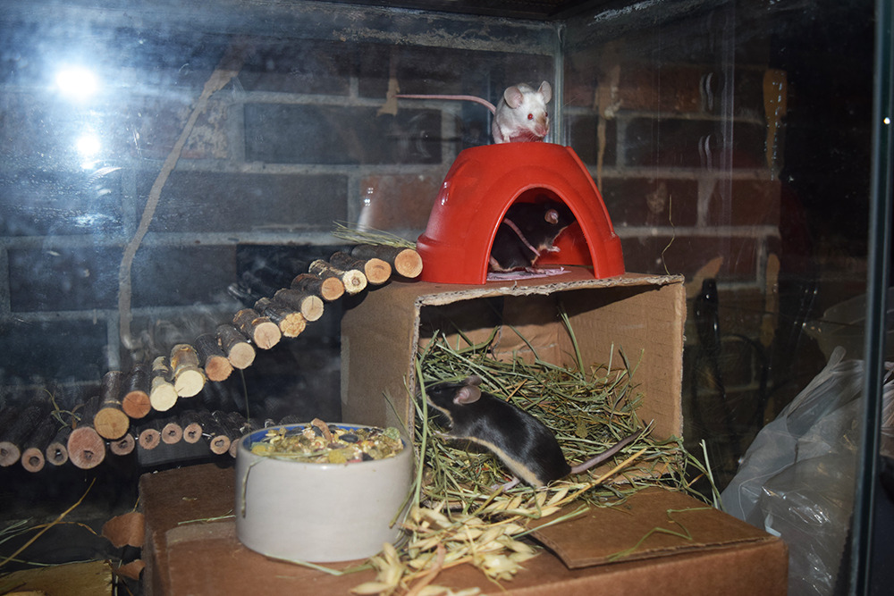 scalestails: This week when I cleaned the doe’s cage, I focused on vertical space!