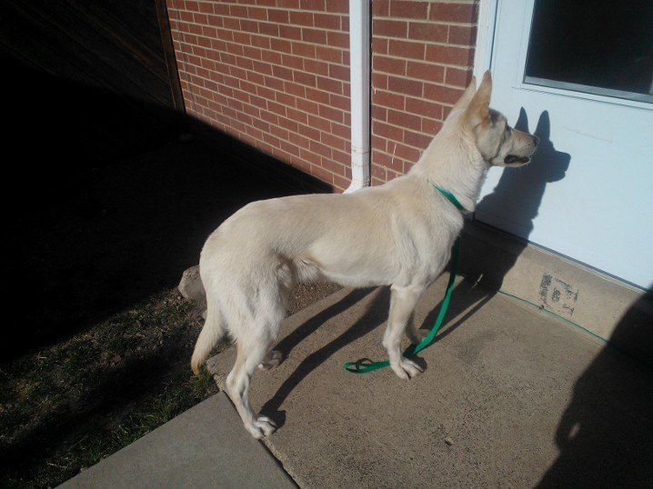 My pretty girl &lt;3 This is Juvia, she&rsquo;s a white German Shepherd.