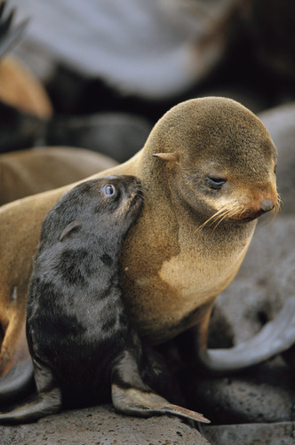 A northern fur seal pup nuzzles its mother. by Joel Sartore
