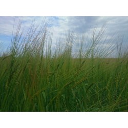 #Barley #field &amp; #sky ☁ now   Шашлычно-огородный день. Ячменное поле и небо.  #clouds #green #wave #landscape #landscapephotography #beauty #beautiful #nature