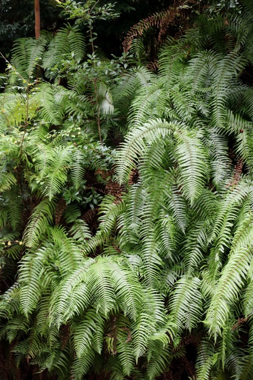  Fern @  Kiyomizu-dera  清水寺Kyoto, Japan 