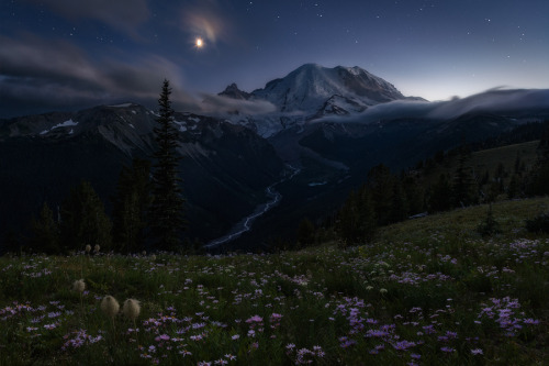 Flowers for Algernon by Miles Morgan :Mt Rainier, Washington.